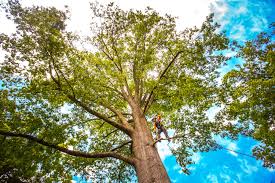 Best Leaf Removal  in Iva, SC